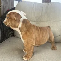 English bulldog , a female English Bulldog for sale in Oklahoma City, OK – Photo 3 of 5