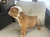 English bulldog , a female English Bulldog for sale in Oklahoma City, OK – Photo 3 of 5