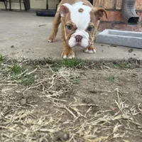 English bulldog , a female English Bulldog for sale in Oklahoma City, OK – Photo 4 of 5