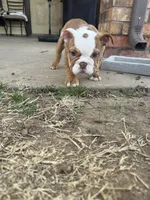 English bulldog , a female English Bulldog for sale in Oklahoma City, OK – Photo 4 of 5