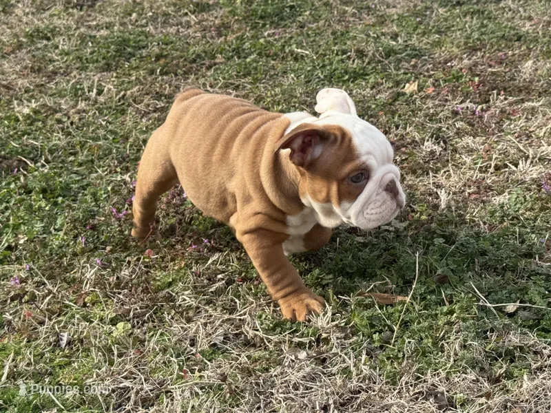 English bulldog , a female English Bulldog for sale in Oklahoma City, OK – Photo 1 of 2