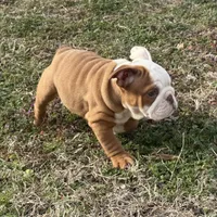 English bulldog , a female English Bulldog for sale in Oklahoma City, OK – Photo 1 of 2