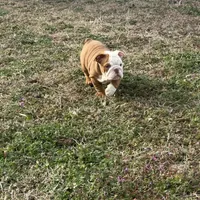 English bulldog , a female English Bulldog for sale in Oklahoma City, OK – Photo 2 of 2