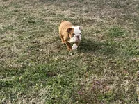 English bulldog , a female English Bulldog for sale in Oklahoma City, OK – Photo 2 of 2