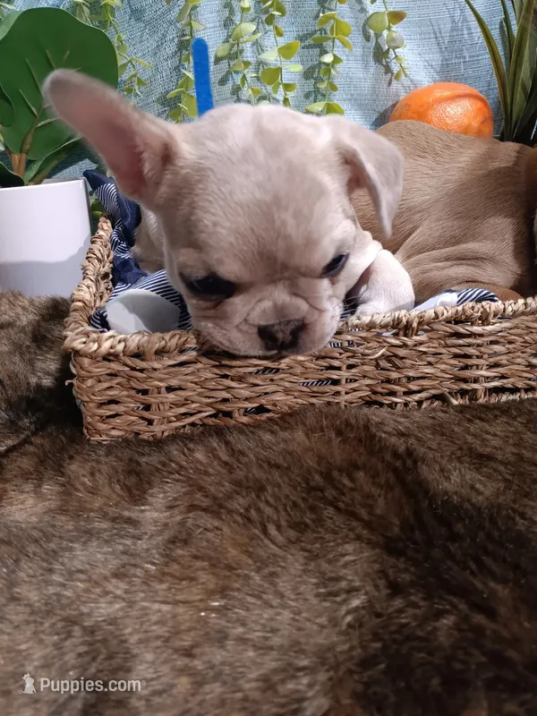 Yeaux – French Bulldog puppy for sale in Rowlett, TX