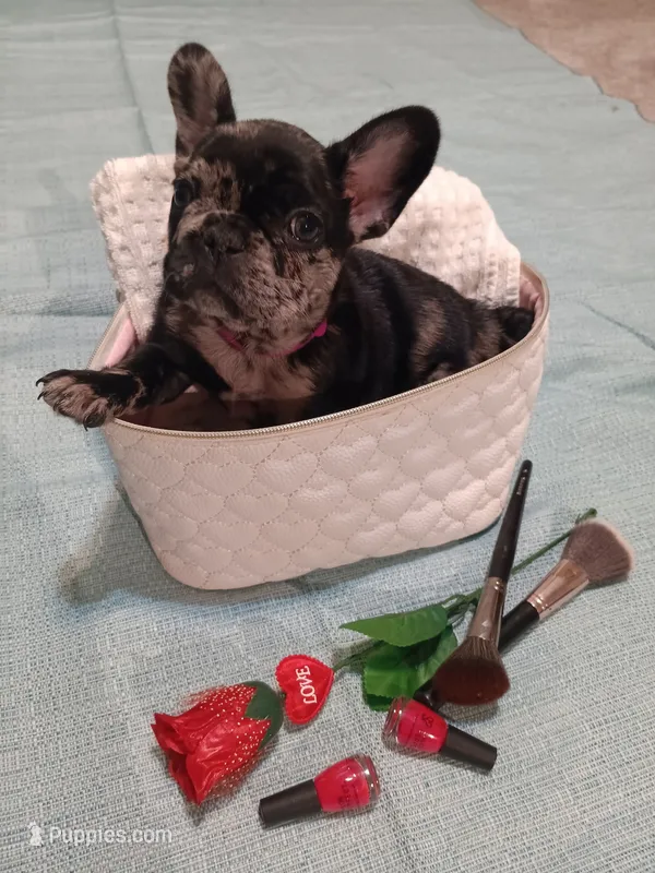 Oreaux – French Bulldog puppy for sale in Rowlett, TX