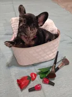 Oreaux, a female French Bulldog for sale in Rowlett, TX – 1 of 5
