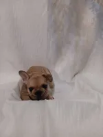 Meaux, a male French Bulldog for sale in Rowlett, TX – 4 of 5
