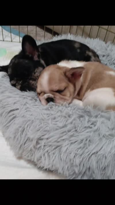 Brulle', a male French Bulldog for sale in Rowlett, TX – 3 of 3