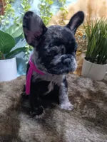 Oreaux, a female French Bulldog for sale in Rowlett, TX – 2 of 5