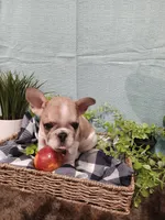 Brulle', a male French Bulldog for sale in Rowlett, TX – 2 of 3