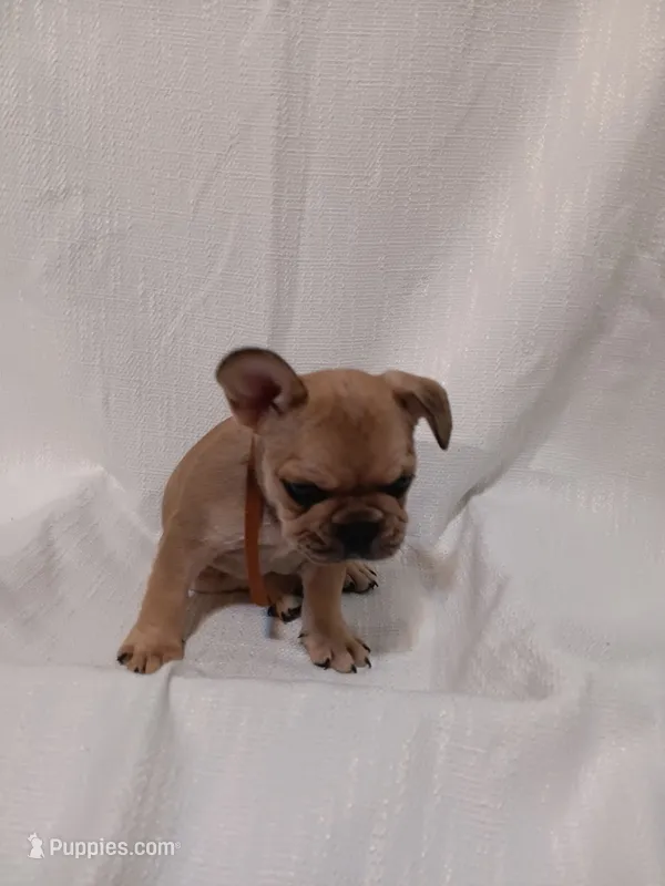 Meaux – French Bulldog puppy for sale in Rowlett, TX