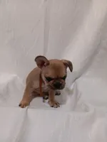 Meaux, a male French Bulldog for sale in Rowlett, TX – 1 of 5