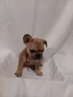 Meaux, a male French Bulldog for sale in Rowlett, TX – 5 of 5