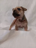 Meaux, a male French Bulldog for sale in Rowlett, TX – 3 of 5