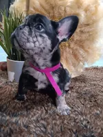 Oreaux, a female French Bulldog for sale in Rowlett, TX – 5 of 5