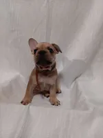 Meaux, a male French Bulldog for sale in Rowlett, TX – 2 of 5
