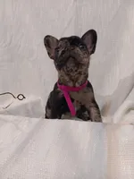 Oreaux, a female French Bulldog for sale in Rowlett, TX – 3 of 5