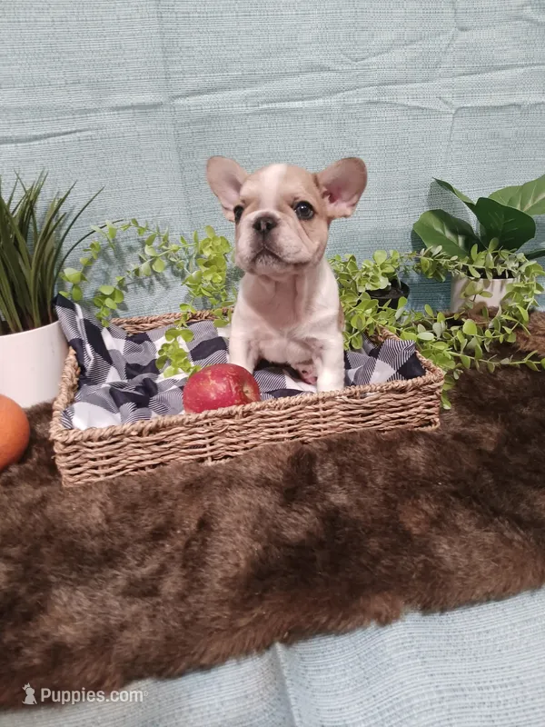 Brulle' – French Bulldog puppy for sale in Rowlett, TX