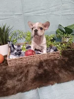 Brulle', a male French Bulldog for sale in Rowlett, TX – 1 of 3