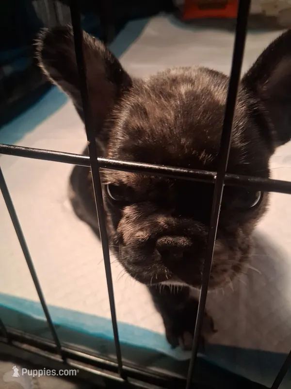 Beaux – French Bulldog puppy for sale in Rowlett, TX
