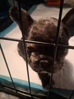 Beaux, a male French Bulldog for sale in Rowlett, TX – 1 of 2