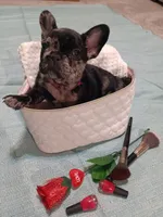 Oreaux, a female French Bulldog for sale in Rowlett, TX – 4 of 5