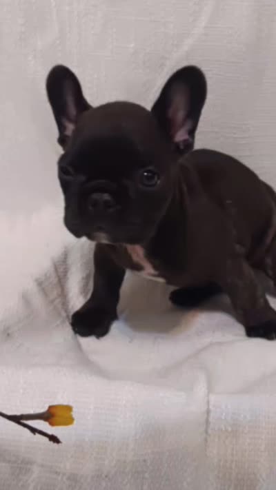Beaux, a male French Bulldog for sale in Rowlett, TX – 2 of 2