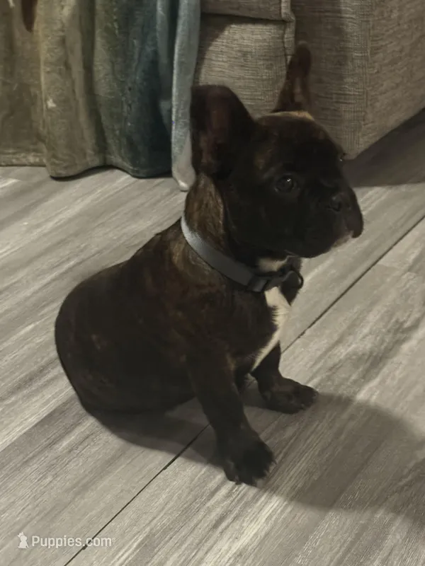 Hank  – French Bulldog puppy for sale in Dugger, IN