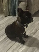 Hank , a male French Bulldog for sale in Dugger, IN – Photo 1 of 2