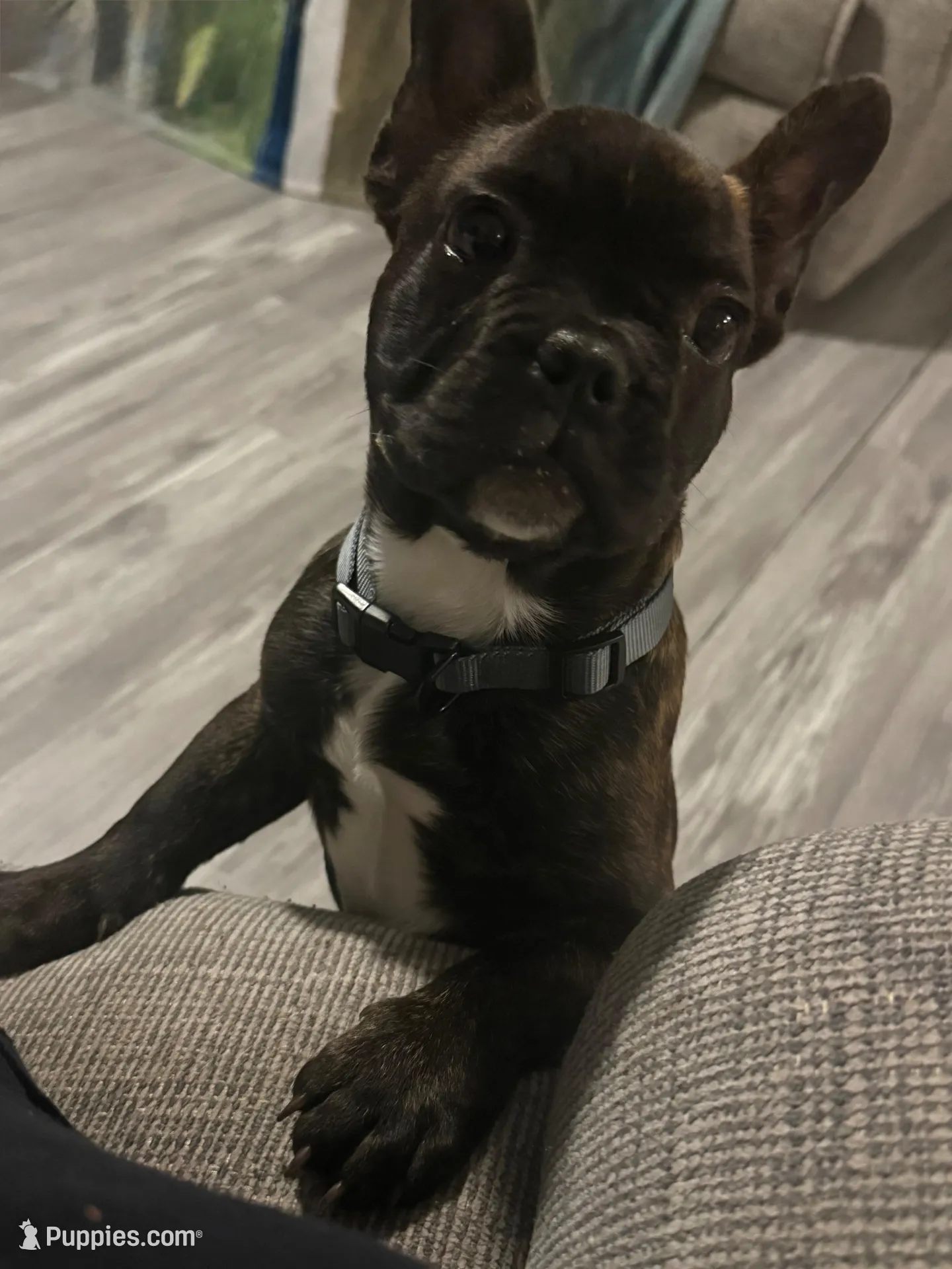 Hank , a male French Bulldog for sale in Dugger, IN – Photo 2 of 2