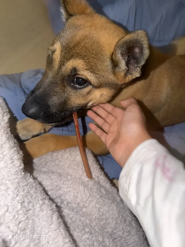 Ollie – German Shepherd Dog puppy for sale in New Braunfels, TX