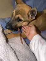 Ollie, a male German Shepherd Dog for sale in New Braunfels, TX – 1 of 3