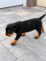 Nala, a female Rottweiler for sale in San Diego, CA – 4 of 4