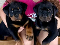Esther , a female Rottweiler for sale in San Diego, CA – 5 of 5