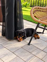 Enoc, a male Rottweiler for sale in San Diego, CA – 2 of 2