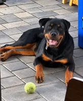 Tulip AKC, a female Rottweiler for sale in San Diego, CA – 5 of 6