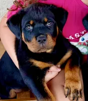 Esther , a female Rottweiler for sale in San Diego, CA – 2 of 5