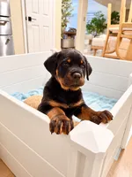 Tulip AKC, a female Rottweiler for sale in San Diego, CA – 4 of 6