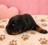 Tulip, a female Rottweiler for sale in San Diego, CA – 3 of 4
