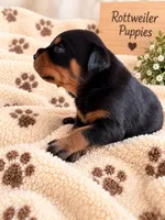 Neo, a male Rottweiler for sale in San Diego, CA – 1 of 4
