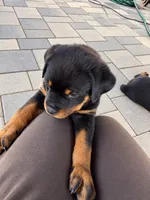 Esther , a female Rottweiler for sale in San Diego, CA – 5 of 5