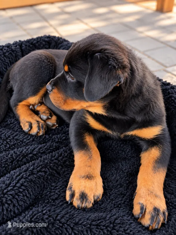 AKC Esther , a female Rottweiler for sale in San Diego, CA – 1 of 7