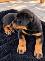 Esther , a female Rottweiler for sale in San Diego, CA – 3 of 5