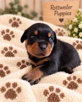 Neo, a male Rottweiler for sale in San Diego, CA – 3 of 4