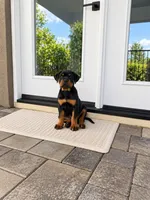 Neo AKC, a male Rottweiler for sale in San Diego, CA – 2 of 9
