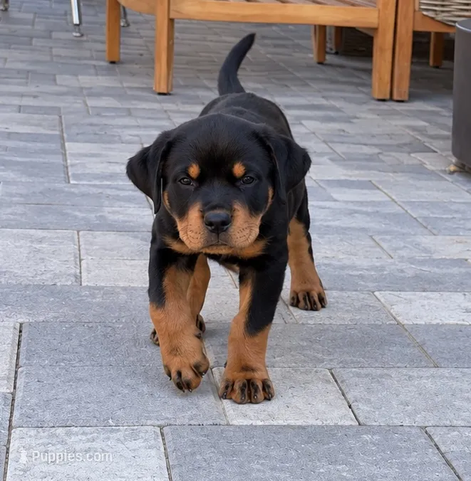 Trinity – Rottweiler puppy for sale in San Diego, CA
