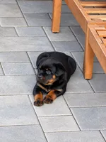 Tulip, a female Rottweiler for sale in San Diego, CA – 2 of 3
