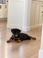 Neo AKC, a male Rottweiler for sale in San Diego, CA – 3 of 9