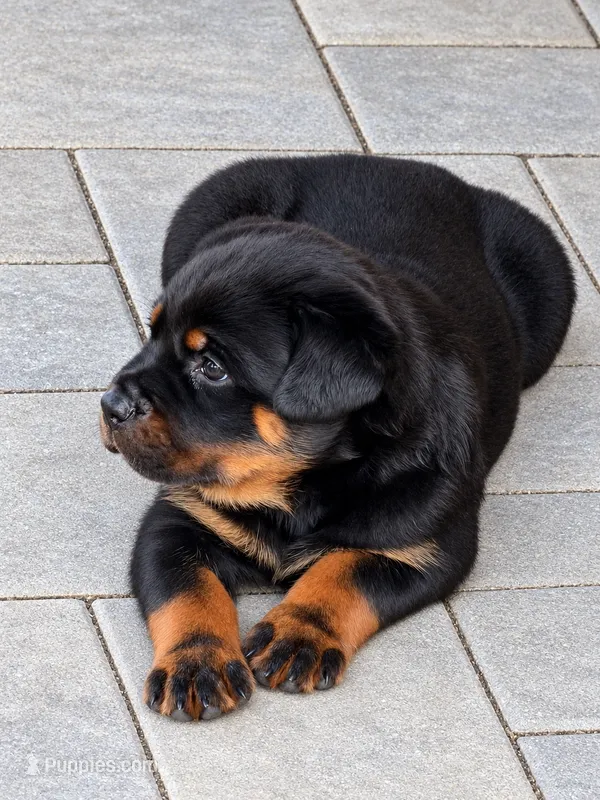 Tulip – Rottweiler puppy for sale in San Diego, CA